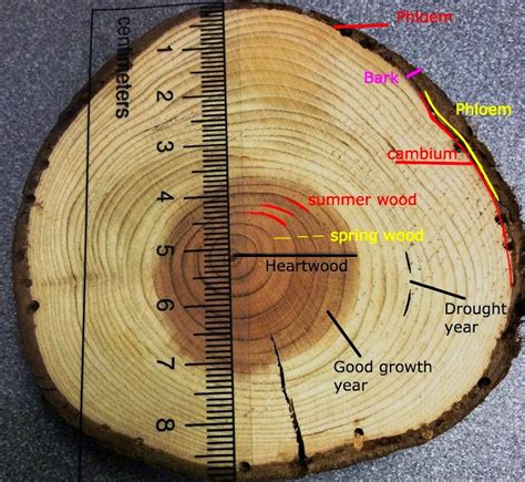 Tree Rings Diagram