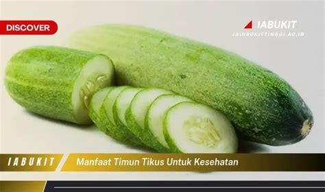 Intip Manfaat Timun Tikus Untuk Kesehatan Yang Bikin Kamu Penasaran