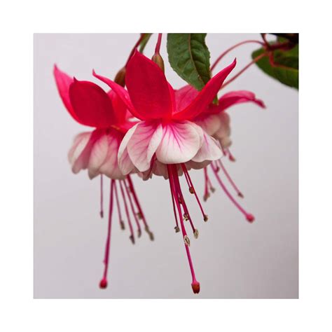 Bush Fuchsia General Monk Red White Uk