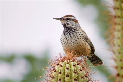 30 Wild Animals in Arizona [Wildlife in Arizona] - Kevmrc