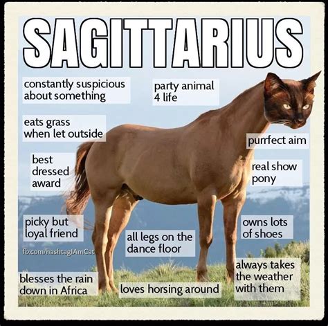 Pin By Marie Hart On Cats Funnies Sagittarius Funny Zodiac Signs