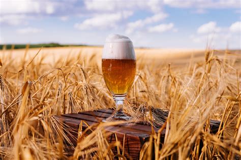 Cerveza Artesanal Sin Gluten Somos Cerveza