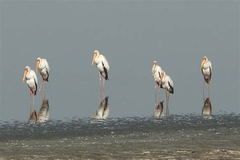 Bobhogeveen Nl Kenia Tanzania 2009 Vogels 335 Nakuru Nimmerzat 900