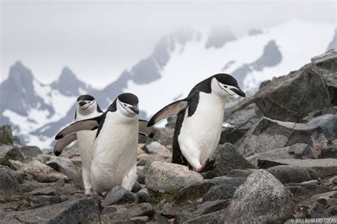 Antarctica + Chinstrap Penguins | Photos Pictures Images