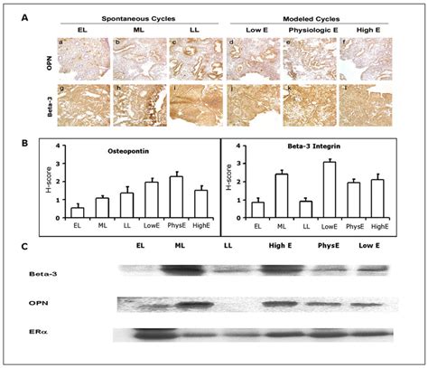 A Photomicrographs Showing Immunohistochemical Localization Of Two