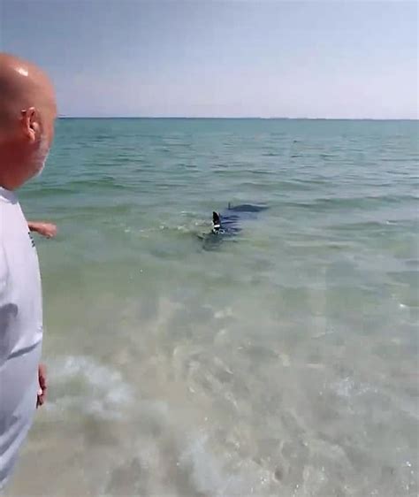 Terrifying Moment Florida Beach Goers Try To Haul Giant Mako Shark Back