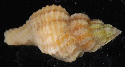 Eastern Oyster Drill North Carolina Marine Molluscs · Inaturalist