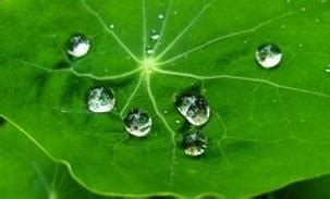 Lotus leaf effect | Download Scientific Diagram