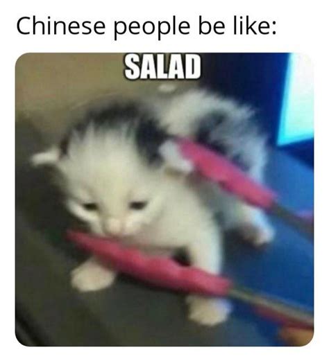 Cat food : r/memes