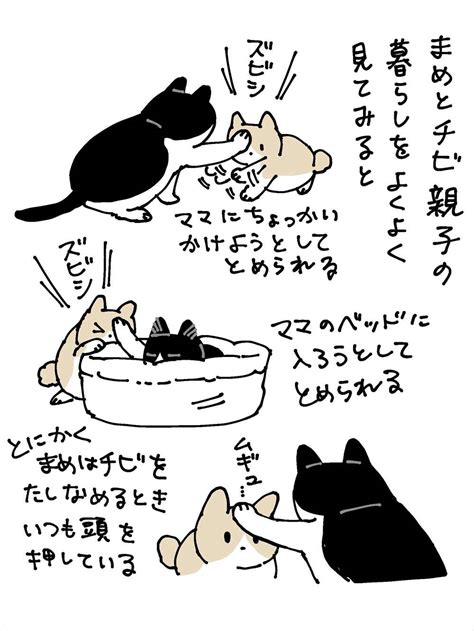 子猫を叱る母猫の“教育的指導”の仕方に多くの反響！！「優しいんだけど、圧があるので効き目がありそう」 ｜ ガジェット通信 Getnews