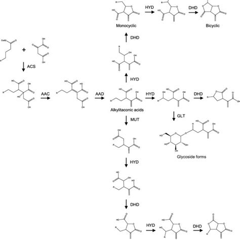 Itaconic acid derivatives: structure, function, biosynthesis, and perspectives | Request PDF