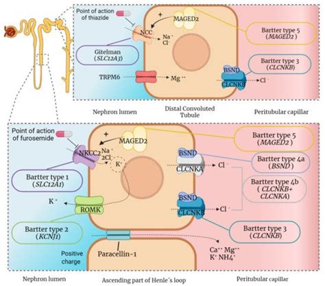 Bartter And Gitelman Syndromes Encyclopedia Mdpi