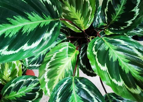 Calathea Indoor Plant Care - Online Plants NZ