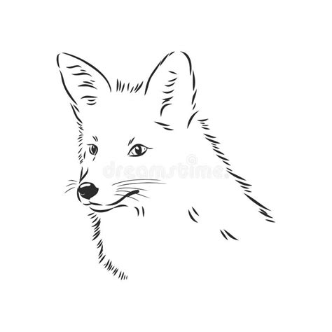 Fox Portrait Hand Drawn Vector Illustration Can Be Used Separately