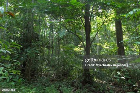 Tropical Evergreen Forests Of India Photos and Premium High Res ...