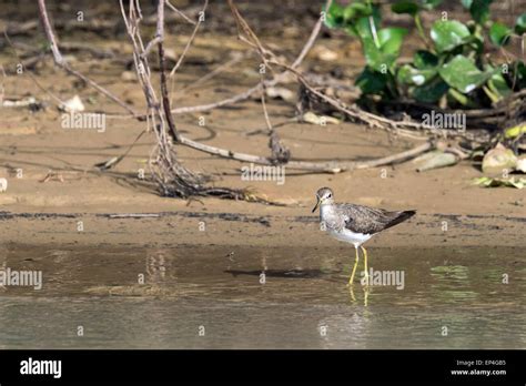 Solitary Sandpiper On The Riverbank Pixaim River Pantanal Brazil