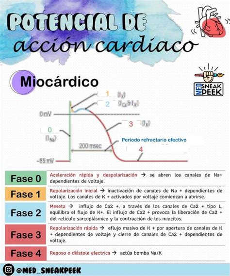 Potencial De Accion Cardiaco Fisiologia Cardiaca Med SneakPeek UDocz