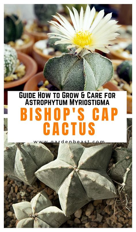 Astrophytum Myriostigma Guide How To Care For Bishops Cap Cactus