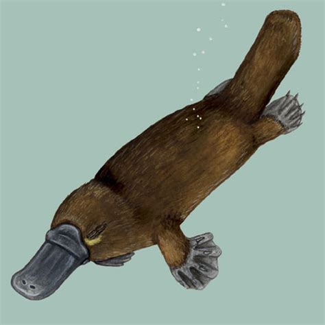 ADW: Ornithorhynchus_anatinus.jpg