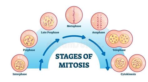 Stages of mitosis, vector illustration diagram. Cell division process, biological phases scheme ...