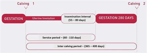 Reproductive Cycle Of Dairy Cows 4 Download Scientific Diagram