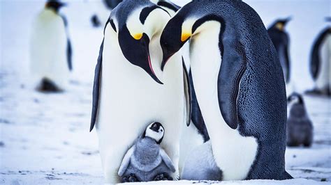 Going Viral: Baby Penguin Tries To Make Friends in Adorable Video!