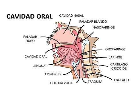 Cavidad Oral Camila Silva UDocz