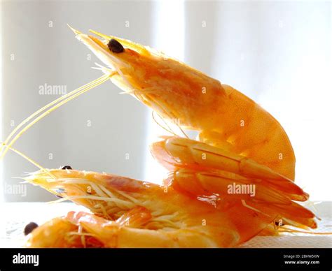 Pink Prawns Stock Photo Alamy