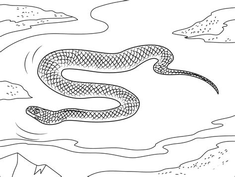 Beaked Sea Snake Coloring Page ColouringPages