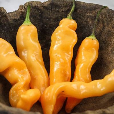 Hot Pepper Sugar Rush Peach Growing North