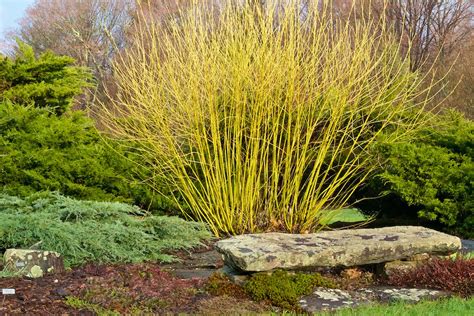 Another Perfect Plant Cornus Sericea ‘flaviramea — Land Morphology