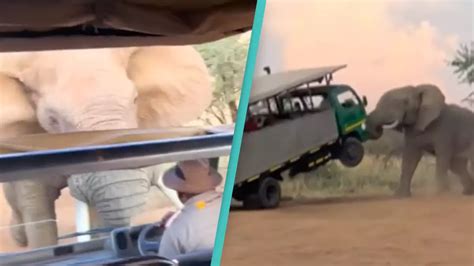 Terrifying Footage Captures The Moment Elephant Lifts Safari Truck Off