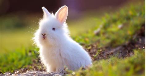 What’s a Baby Rabbit Called + 4 More Amazing Facts! - A-Z Animals