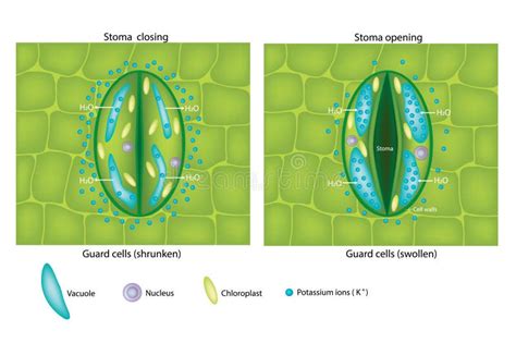 Guard Cells Swollen and Guard Cells Shrunken. Stoma Closing and Stoma Opening Stock Vector ...