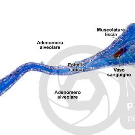 Uomo Anziano Prostata Sezione Trasversale 500X Uomo Mammiferi