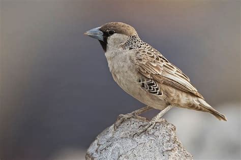 BIrds of the Kalahari Desert