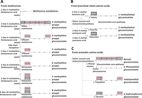 The Three Glucosinolate Biosynthesis Pathway In B Juncea By Kegg