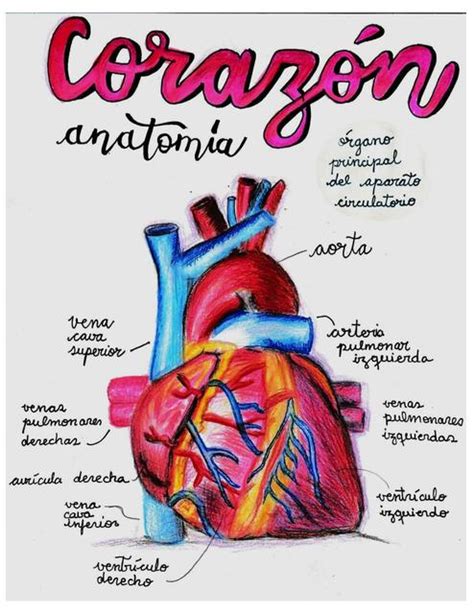 Corazón Interno y Externo | Alisson Muentes | uDocz