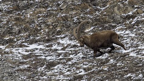 Himalayan Markhor Hunting | Ibex Hunting - Rozefs Tourism