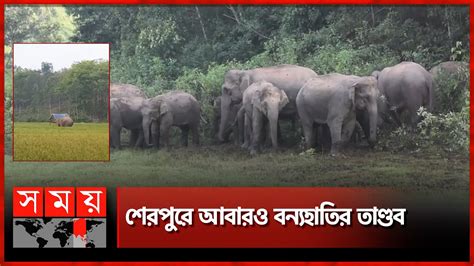 Sherpur Elephant