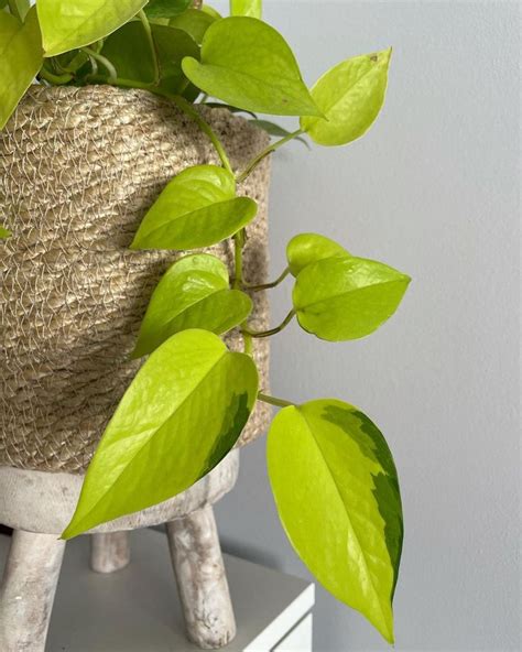 Variegated Neon Pothos Care Petra Dorn