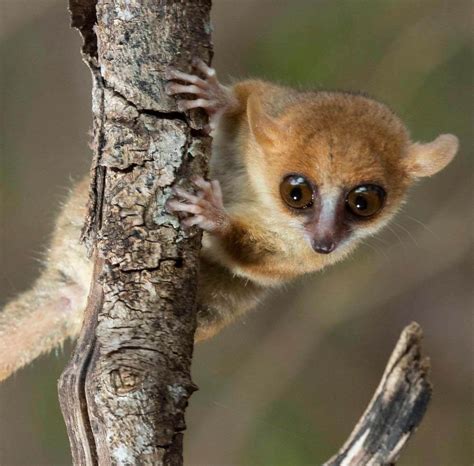 Madame Berthe's Mouse Lemur | Cards, the Universe and Everything Wiki | Fandom