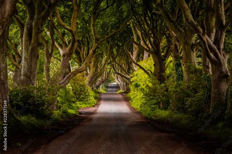 Dark Hedges Stock Photo | Adobe Stock