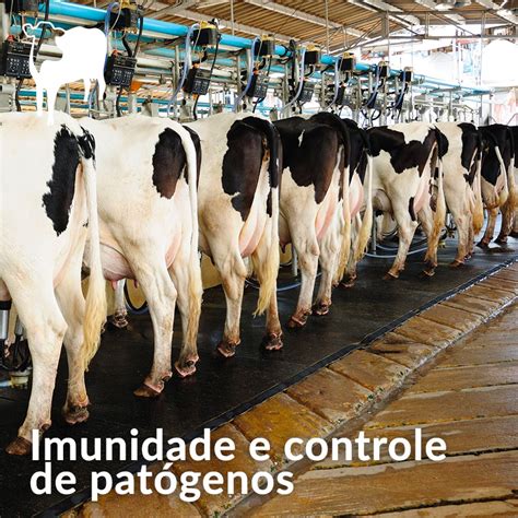 Produção de leite em vacas leiteiras Phileo by Lesaffre