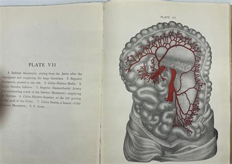 Vintage 1920s Sexuality Book The Science Of Eugenics And Sex Etsy