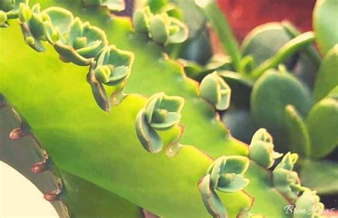 Mother Of Thousands Plant How To Care For Mother Of Thousands Smart