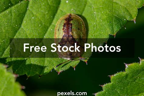 Plant Eating Insects Photos, Download The BEST Free Plant Eating ...