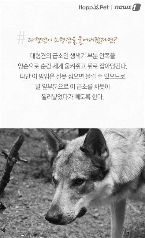 다른 개가 우리 개를 공격할 때 해피펫