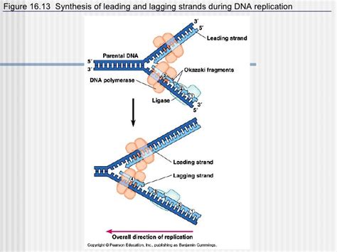 Dna Rna Protein Synthesis