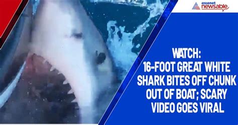 Watch 16 Foot Great White Shark Bites Off Chunk Out Of Boat Scary